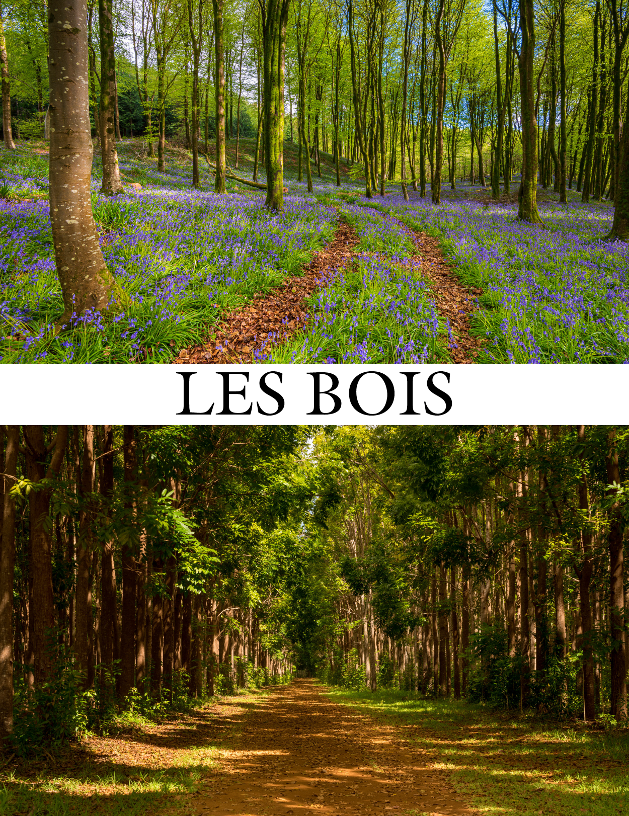 Your FREE Copy of Audio Communication Guide: Quichotte et Moi: Voulons Beaucoup de Choses, Book Seven in the Novice Low "Aventures" Septology