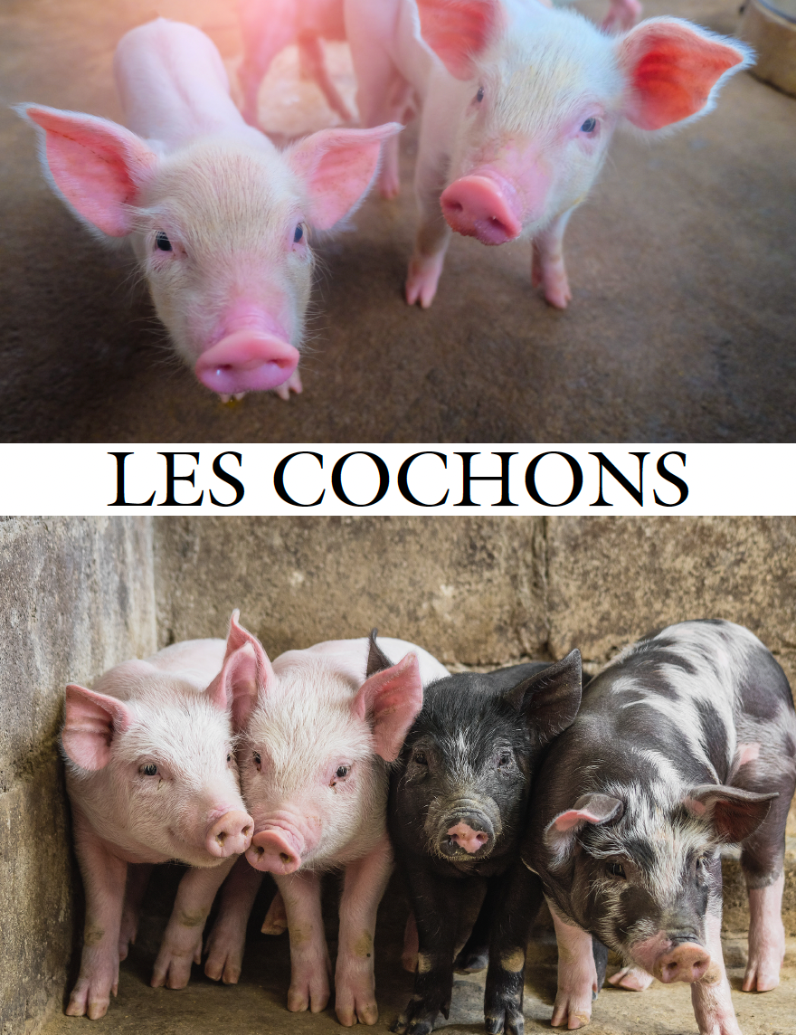 Communication Guide: Quichotte et Moi: Il y a Tout Sauf Ça, Book Three in the Novice Low "Aventures" Septology
